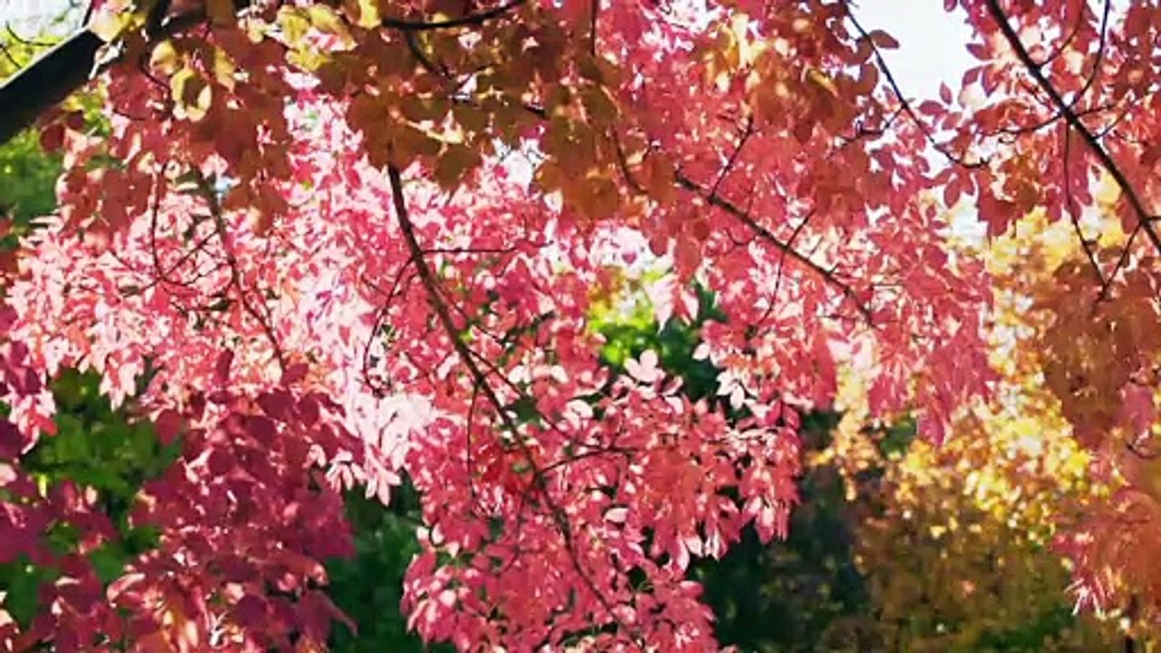 autumn_leaves