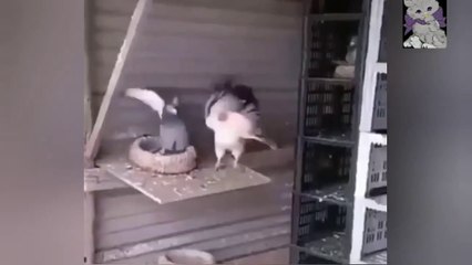 Pigeon VS Rooster Fight | Amazing fight between chicken and pigeon