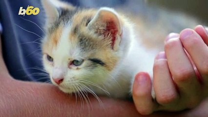 If You Want To Smile At A Cat, Blink Slowly