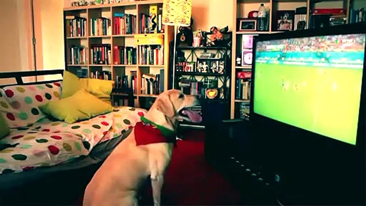 Ce chien encourage l'equipe de football du Portugal
