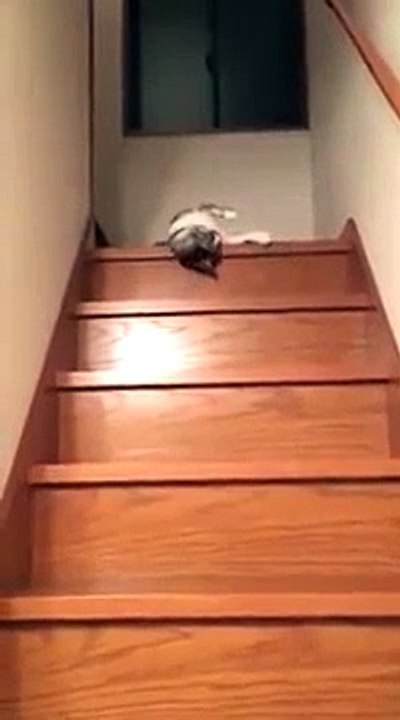 Ce chat se laisse glisser pour descendre les escaliers