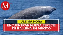 Descubren nueva especie de ballena picuda en Baja California