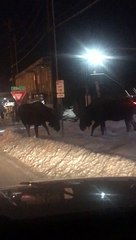 Moose Lock Antlers in the Middle of the Street