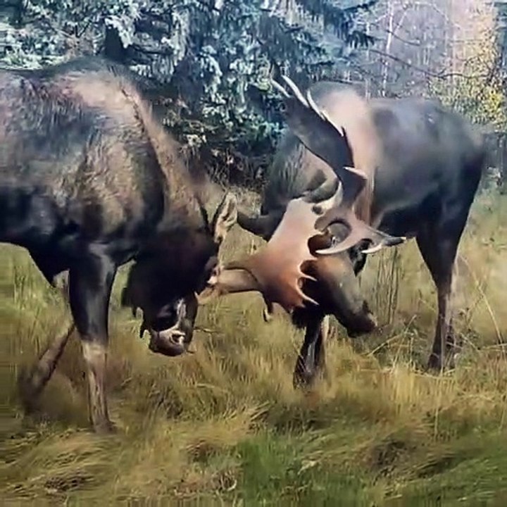 Bull Moose Bout in Backyard