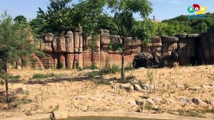 Cuatro leones de un zoo español se contagiaron de covid-19