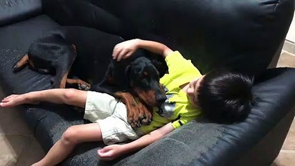 Funny Doberman Thinks he’s Still small not realizing he’s almost 85 lbs