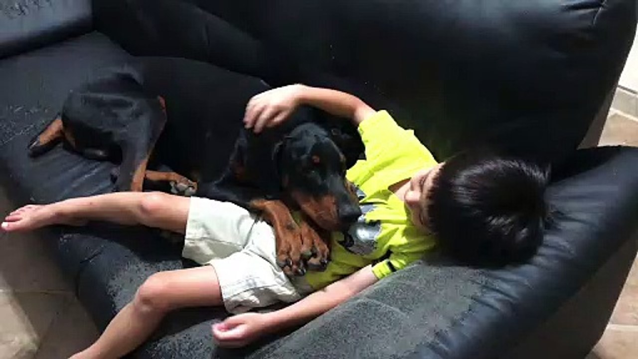 Funny Doberman Thinks he’s Still small not realizing he’s almost 85 lbs