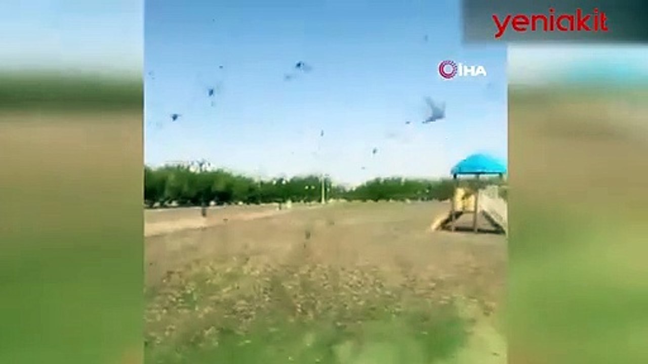 Mekke'de korkutan görüntü! Çekirge sürüsü istila etti