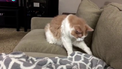 Funny Cats Jump Shocked _4K_