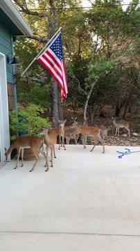 Dog Acts as Point Man for Doe Food Thief