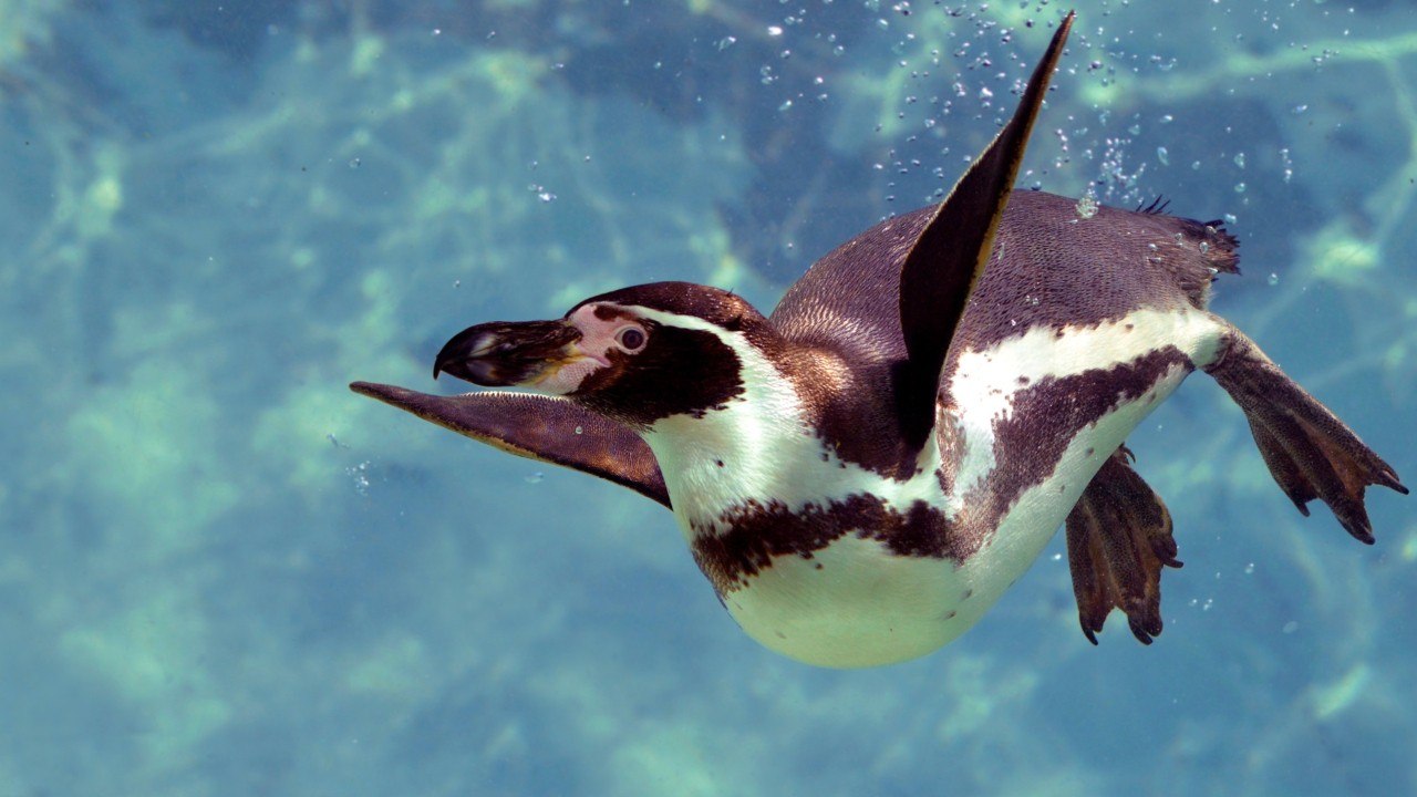 Listen Up: Science Examines COVID-19's Impact On Noisy Oceans