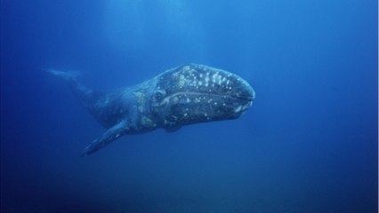 Researchers Discover New Whale Species