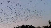 Gulbarga,ll Railway station,ll Birds flying,ll Birds group flying on sky,ll Bunch of birds fly.