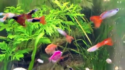 Freshwater Guppies