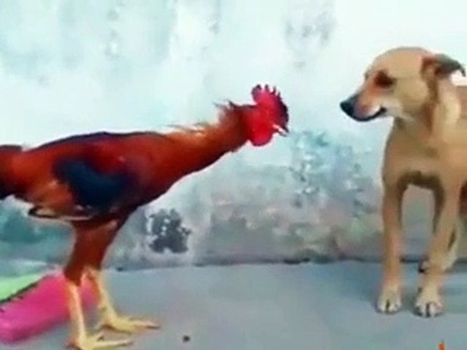 Funny As The Chicken Wrestle With The Dog