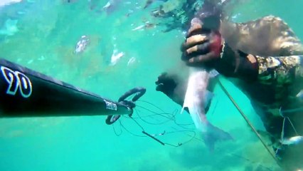 Spearfishing Grey mullet / Zıpkınla Kefal Avı