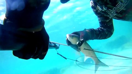 Spearfishing Grey Mullet / Zıpkınla Kefal Avı