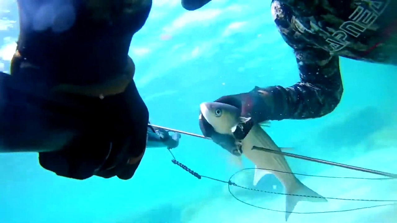 Spearfishing Grey Mullet / Zıpkınla Kefal Avı