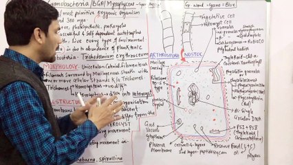 Cyanobacteria(Blue green Algae-BGA)-Myxophyceae/Cyanophyceae-Kingdom Monera
