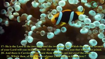 Beautiful voice of Surah Rahman with English translation