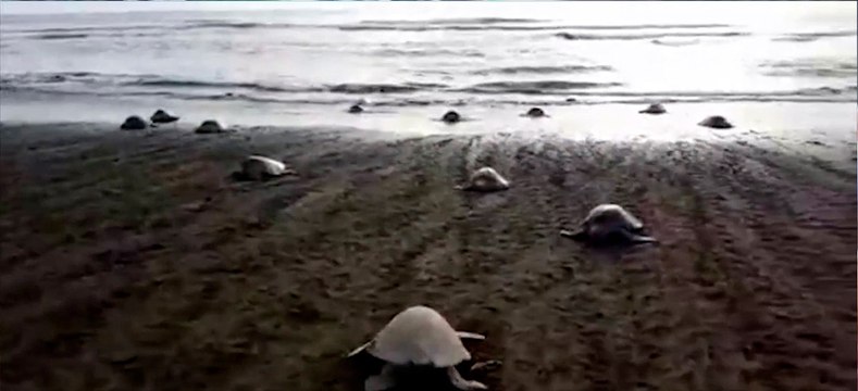 tn7-Cientos-de-tortugas-lora-comienzan-a-arribar-a-playa-Ostional-en-Guanacaste-'-091220