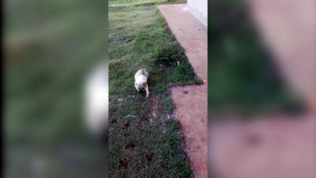 Mulher pede ajuda para tratamento de sua cachorrinha