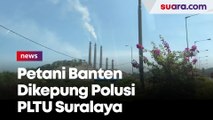 Polusi PLTU Suralaya, Malapetaka Bagi Para Petani Banten