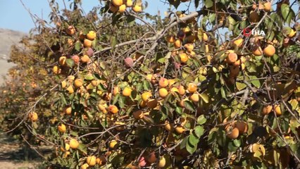 Eşinin çamaşır kuruttuğu ipte hurma kuruttu hayatı değişti