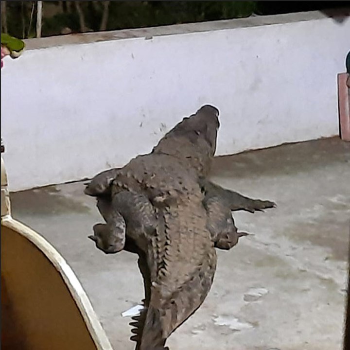 This Kerala family had unusual visitor on their doorstep, a two-metre-long crocodile