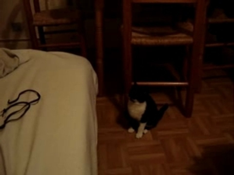 CHAT QUI JOUE CHAT QUI TOMBE / CAT WHOS PLAY CAT WHOS FALLS