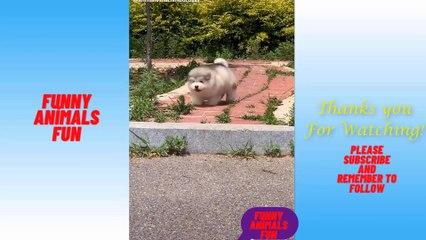 Funny Animals Fun Compilation -4/Funny Animals Fun