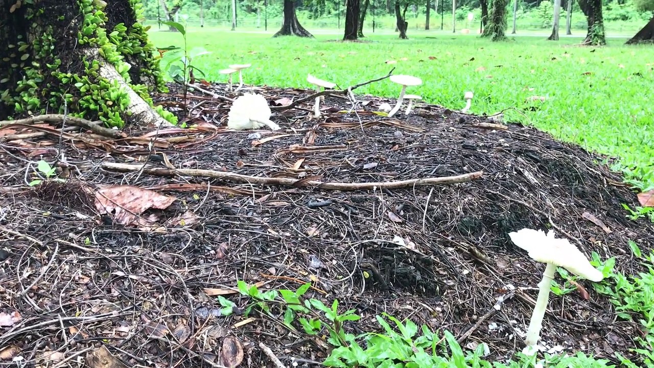 mushroom in singapore