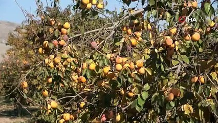 Çamaşır İpiyle Başladığı Hurma İşiyle Hayatı Değişti