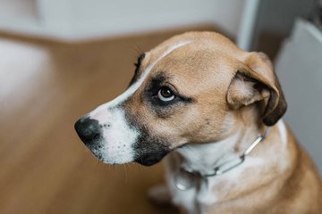 Crier après votre chien peut avoir des effets négatifs à long terme, selon une étude