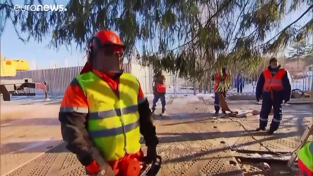 В лесу родилась елочка: хвойная красавица едет в Кремль