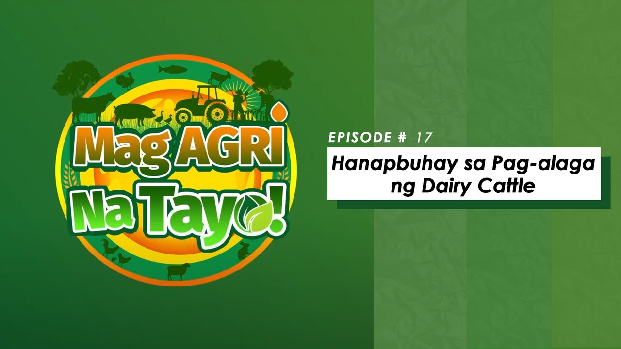 "HANAPBUHAY SA PAG AALAGA NG DAIRY CATTLE" Mag-Agri Na Tayo! Ep-17