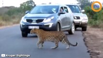 Cette maman léopard apprend à ses petits comment traverser la route en sécurité !