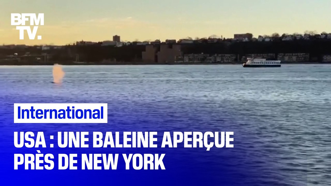 USA: une baleine nage dans le fleuve Hudson, près de New York