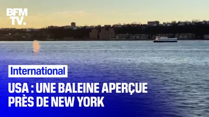 USA: une baleine nage dans le fleuve Hudson, près de New York
