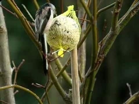 Mésanges à longue queue à la boule