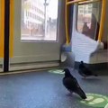 Des pigeons prennent le métro comme des humains