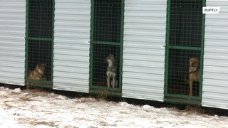 Оказавшемуся в долгах приюту для животных в Татарстане за сутки собрали миллион рублей