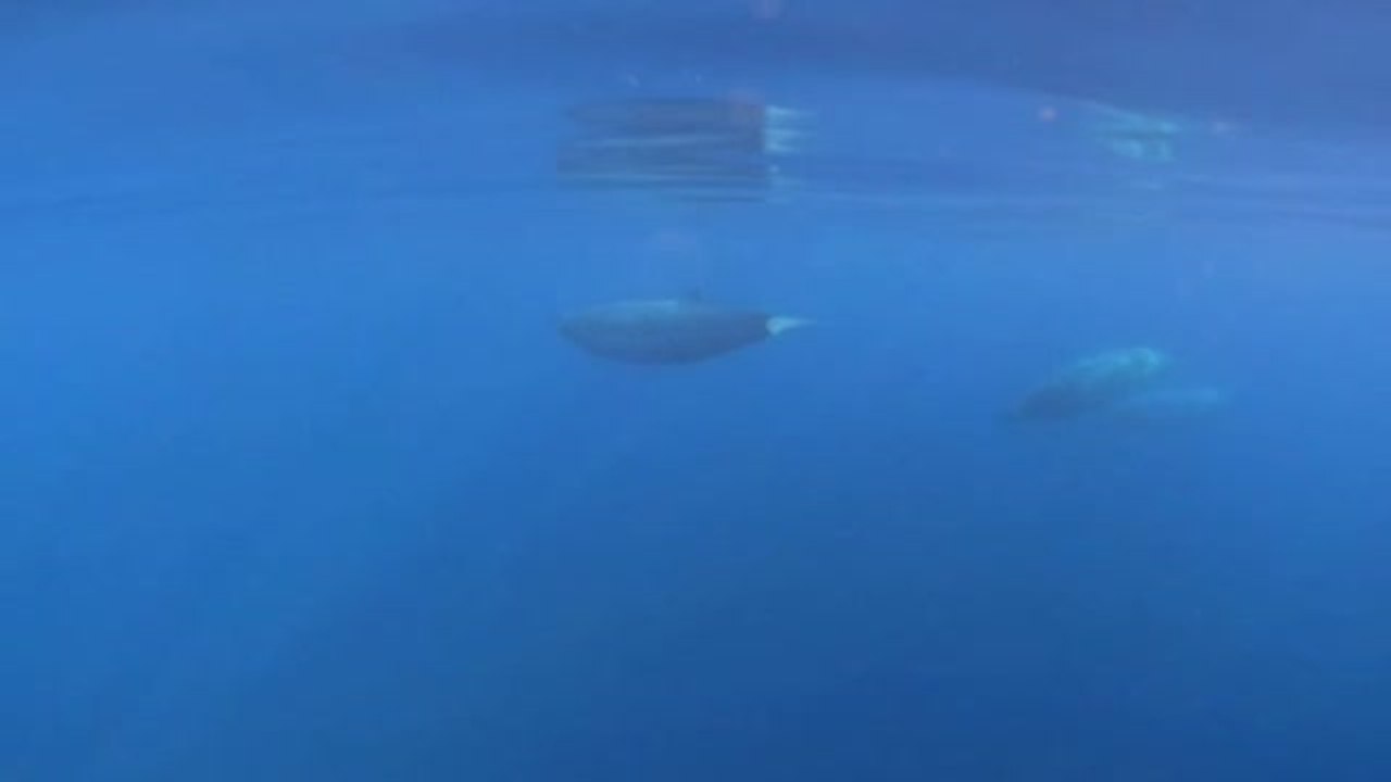 Descubren un nuevo tipo de ballena frente a las costas de México