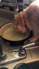 Kitty Has a Shower and a Drink Simultaneously