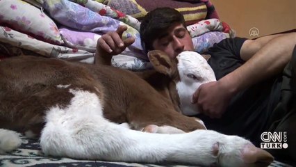 Prematüre buzağı Barış'la tanışın | Video