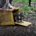 14 Koalas Return Home After Australia Bushfires - NowThis