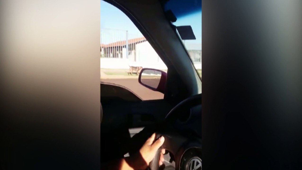 Mais uma criança é atacada por cachorro no Conjunto Riviera; Diversos animais vivem nas ruas  e oferecem risco aos moradores