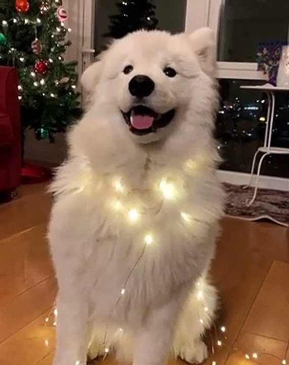 adorable dog flaps ears in rhythm with christmas jingle - black dog with rhythm