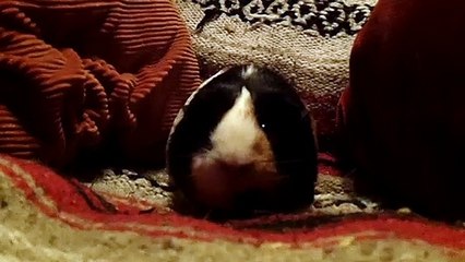 CAVIA PORCELLUS PARSLEY 102_2340