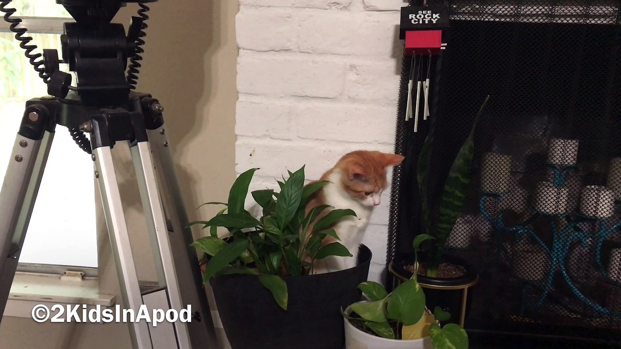Cute Cat Just Want To Have Fun  Meet Enzo The Cat!